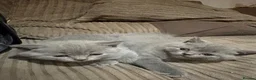 British Shorthair cats for sale: British Shorthair kittens  - Advert 4