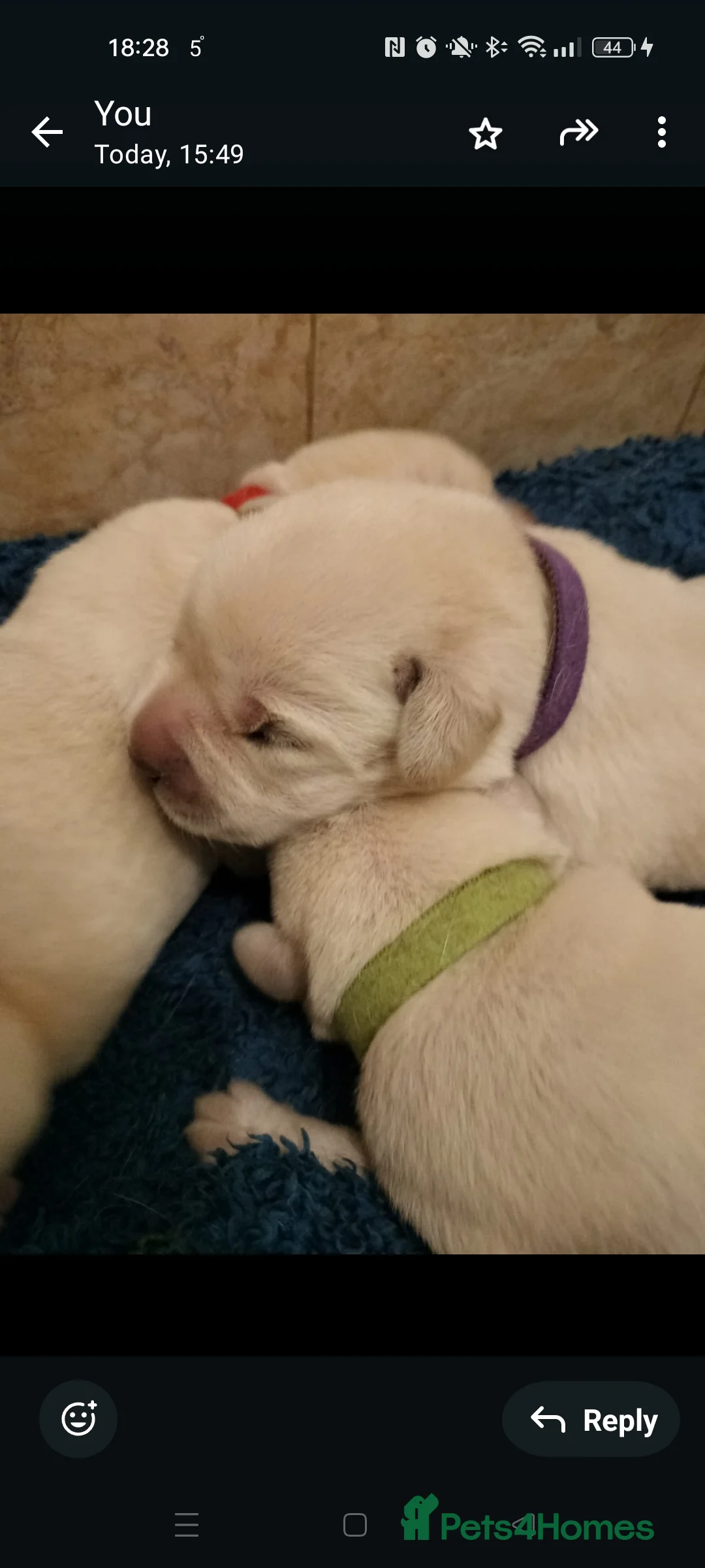 Labrador Retriever dogs for sale:  Exclusive SHOW LABRADOR RETRIEVER WHITE/YELLOW  - Advert 2