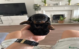 Miniature Dachshund dogs for sale: Adorable Black and Tan boy miniature dachshund - Image 1
