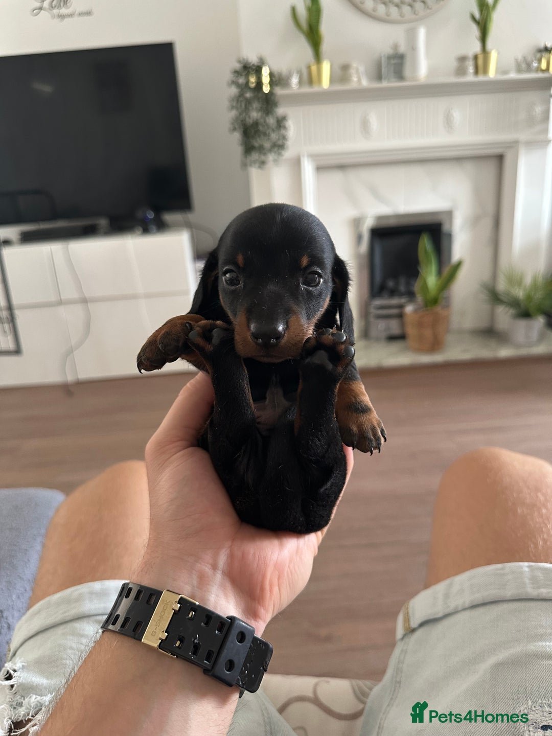 Miniature Dachshund dogs for sale: Adorable Black and Tan boy miniature dachshund - Image 1