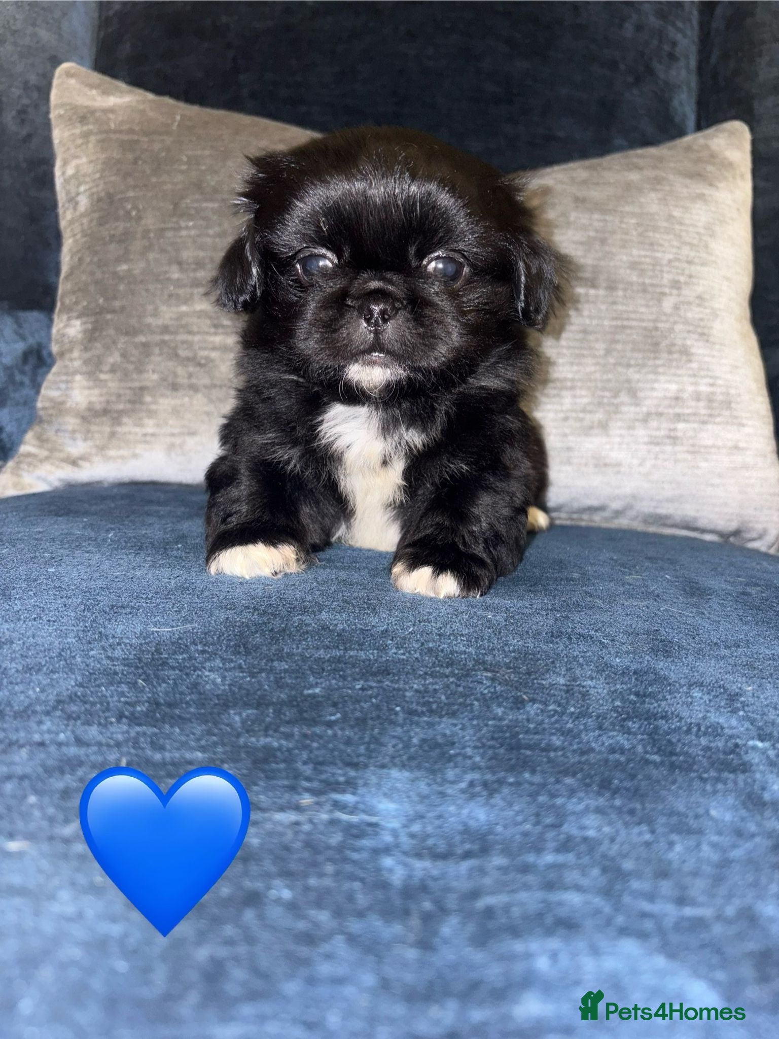 Pekingese dogs Adorable Pekingese puppies - Advert 1