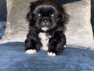 Pekingese dogs Adorable Pekingese puppies - Advert 5