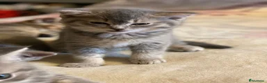 British Shorthair Kitten 4