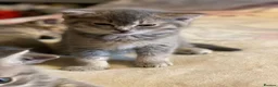 British Shorthair cats for sale: Beautiful BSH kittens in Doncaster - Advert 12