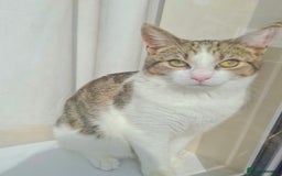 Domestic Shorthair cats for sale: 1 year old cat - Image 2