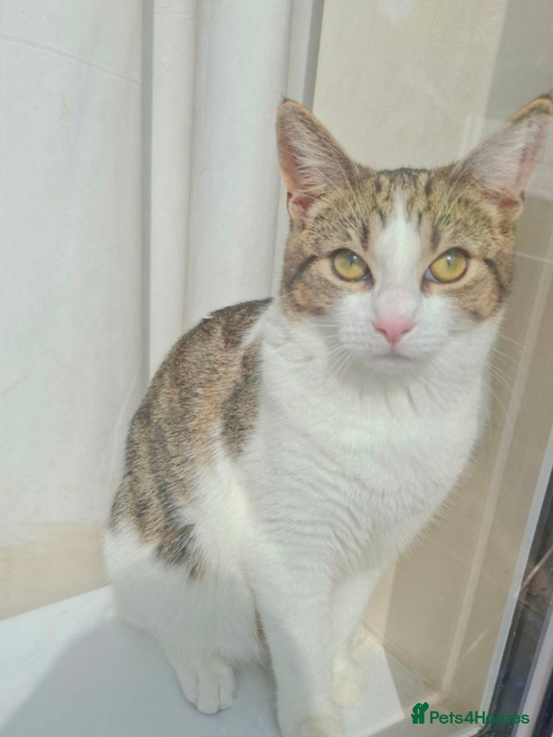Domestic Shorthair cats for sale: 1 year old cat - Image 2