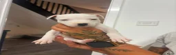 Staffordshire Bull Terrier dogs for sale: Puppys puppys puppys - Advert 16