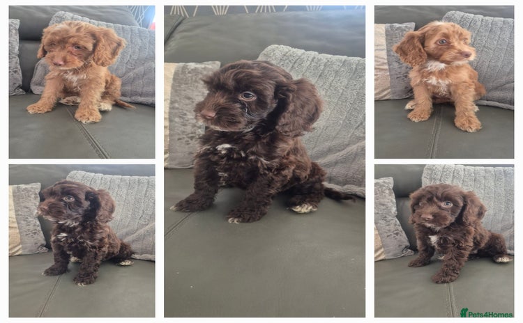 Cockapoo dogs - Advert 13