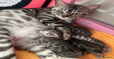Bengal cats - Advert 4
