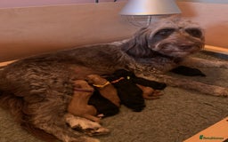 Labradoodle dogs for sale: F1b Miniature Labradoodle Puppies  - Image 1