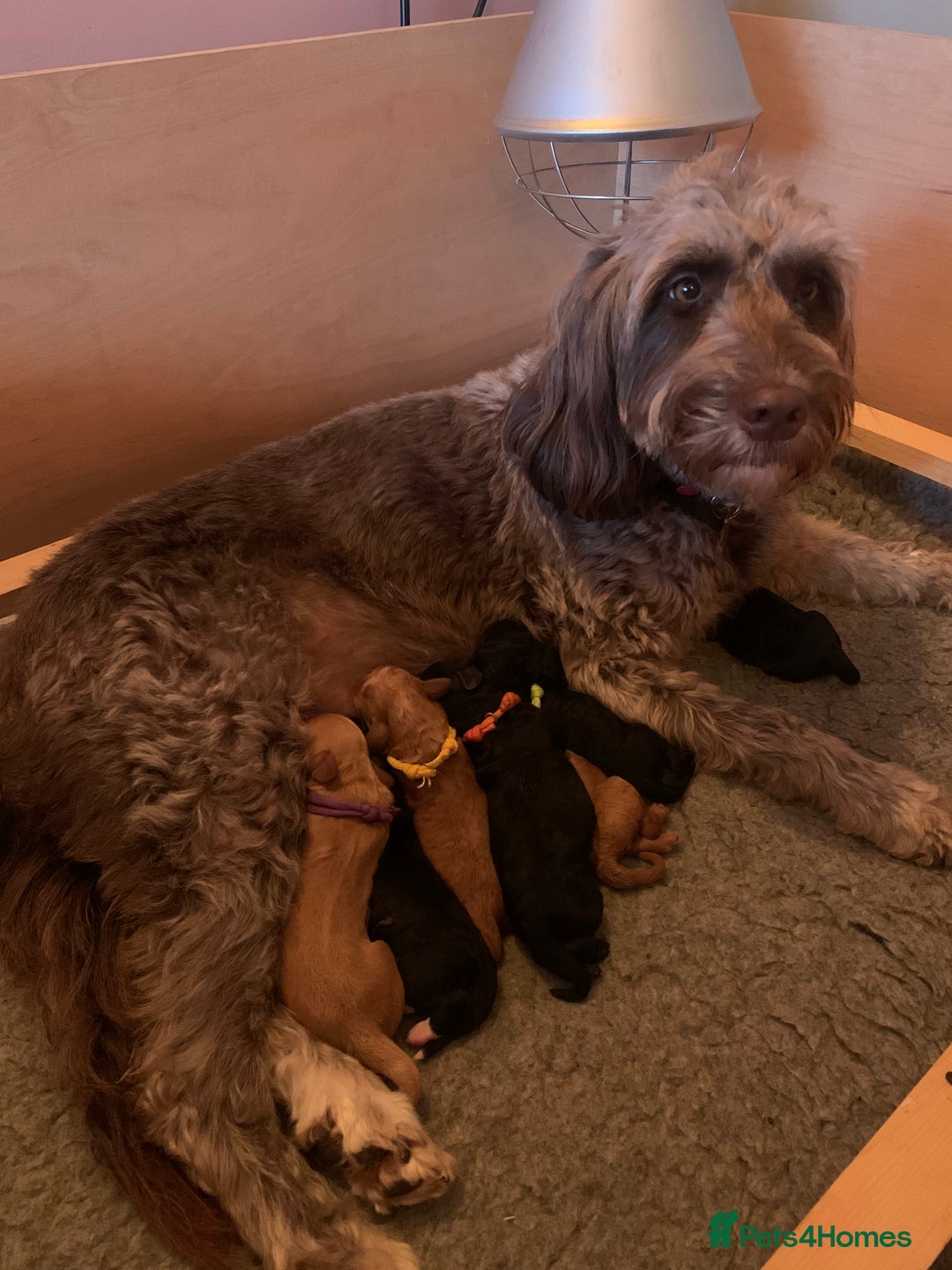 Labradoodle dogs for sale: F1b Miniature Labradoodle Puppies  - Image 1