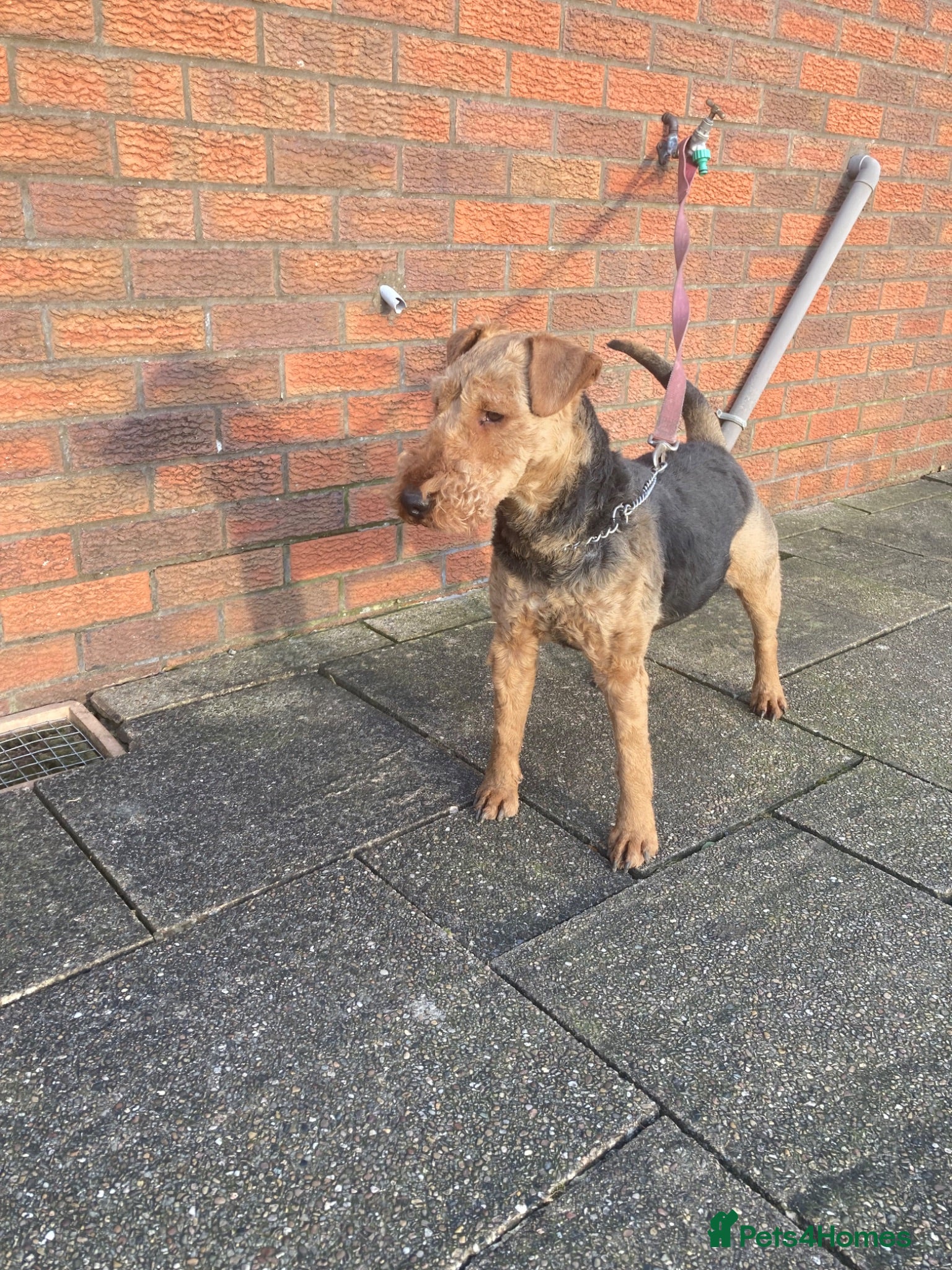 Mixed Breed dogs 3/4 welsh terrier 1/4cocker spaniel puppys - Advert 2