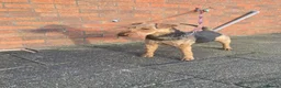 Mixed Breed dogs for sale: 3/4 welsh terrier 1/4cocker spaniel puppys - Advert 2