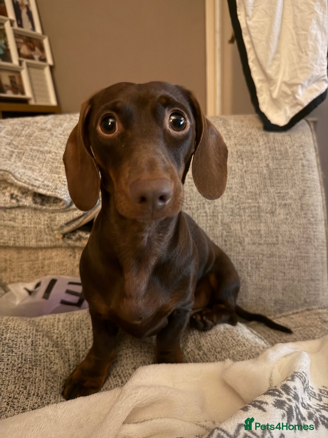 Miniature Dachshund dogs for stud: KC registered Miniature Daschund for stud! 🤎 - Advert 4