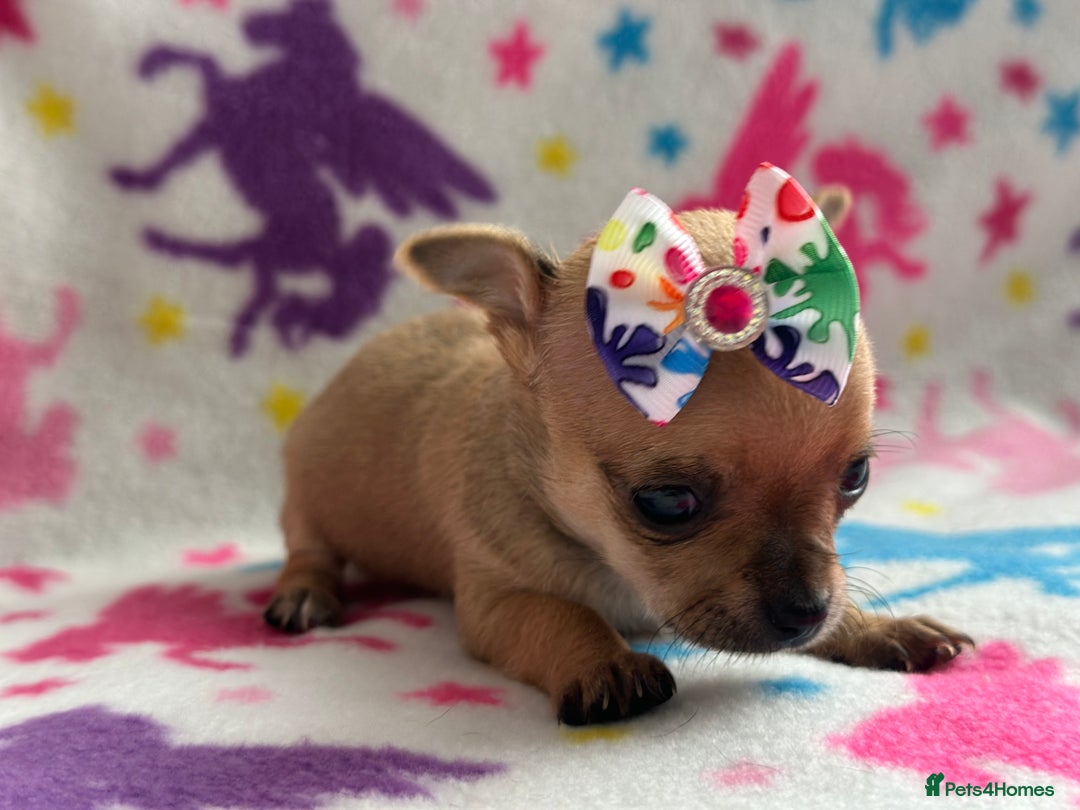 Chihuahua dogs for sale: Chihuahua pup  - Image 8
