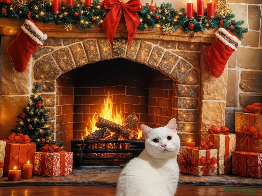 British Shorthair cats for sale: British shorthair for good home - Advert 2