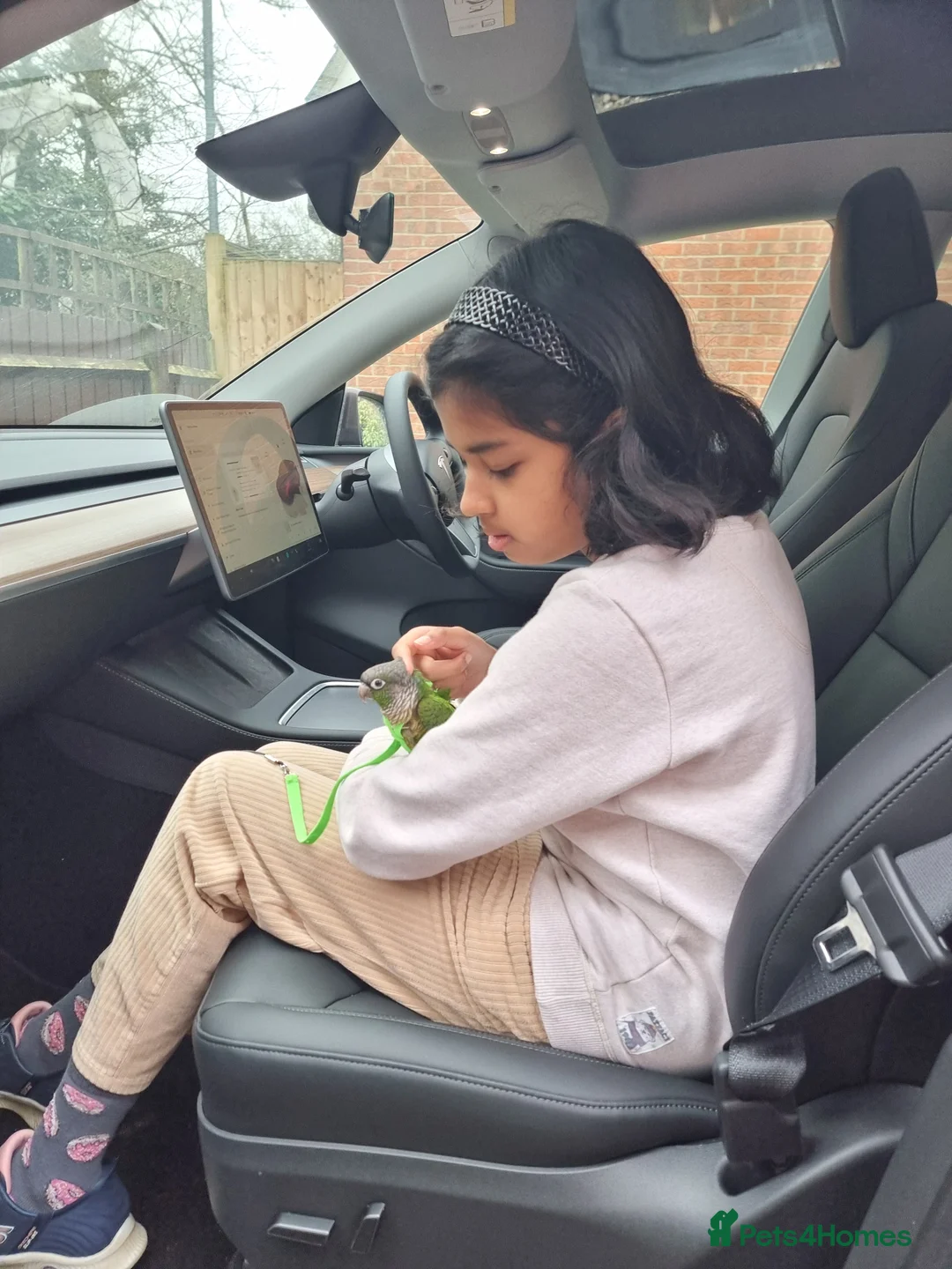 Conures birds for sale: Talented & sweet male Conure with DNA certificate - Advert 9