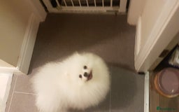 Pomeranian dogs for stud: Russian pure white stud in Manchester - Image 4
