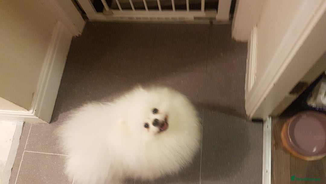 Pomeranian dogs for stud: Russian pure white stud in Manchester - Image 4