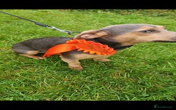 Jack Russell dogs for stud: DENZEL - Image 7