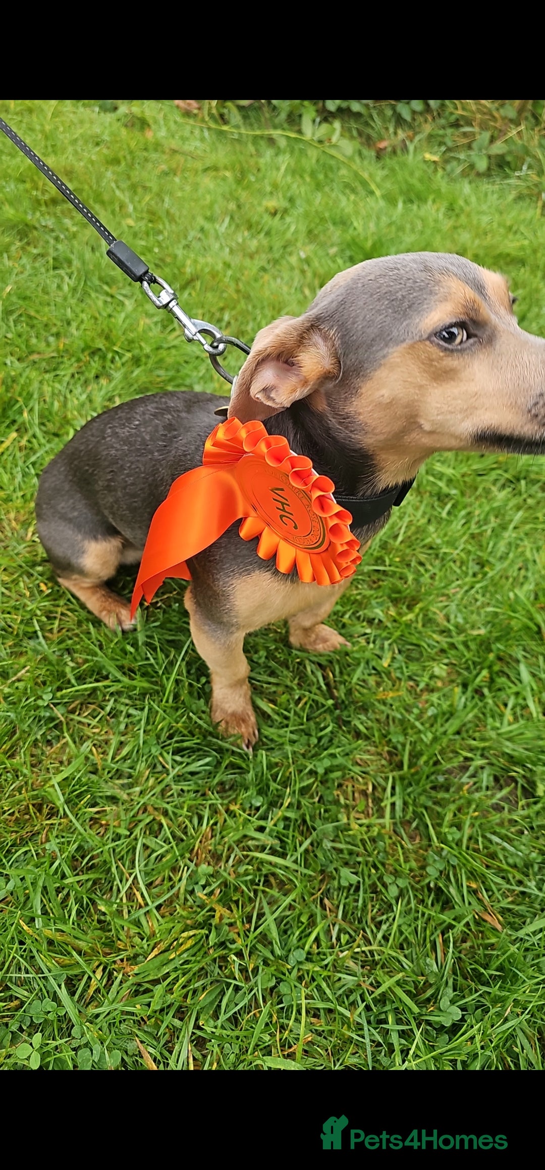 Jack Russell dogs for stud: DENZEL - Image 7