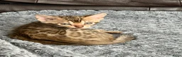 Bengal cats for sale: Beautiful bengals - Advert 6