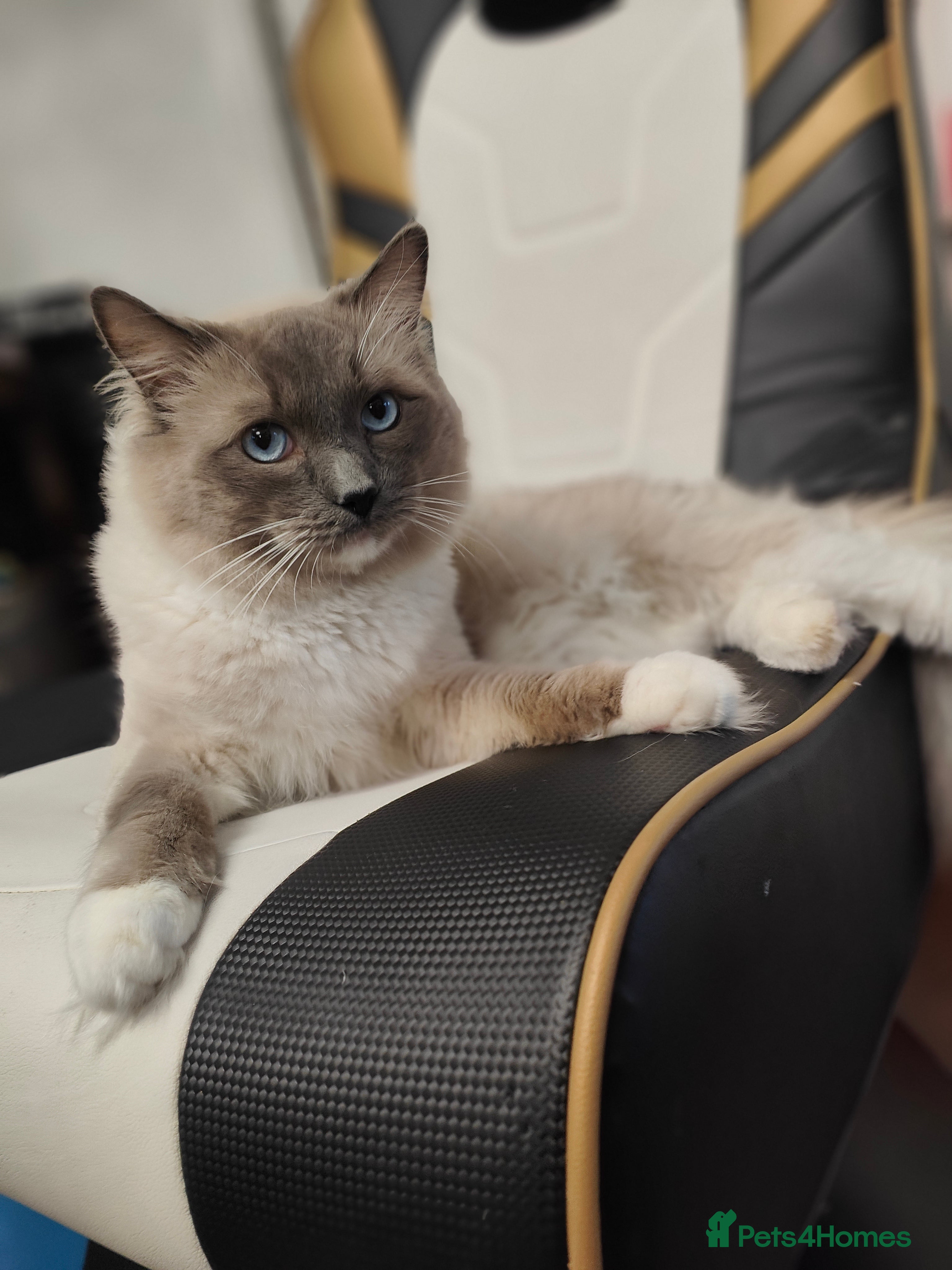 Ragdoll cats Rag doll stud  - Advert 6