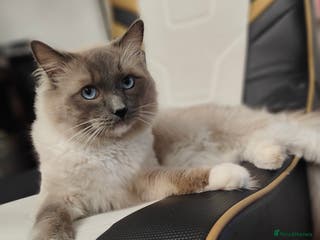 Ragdoll cats Rag doll stud - Advert 4