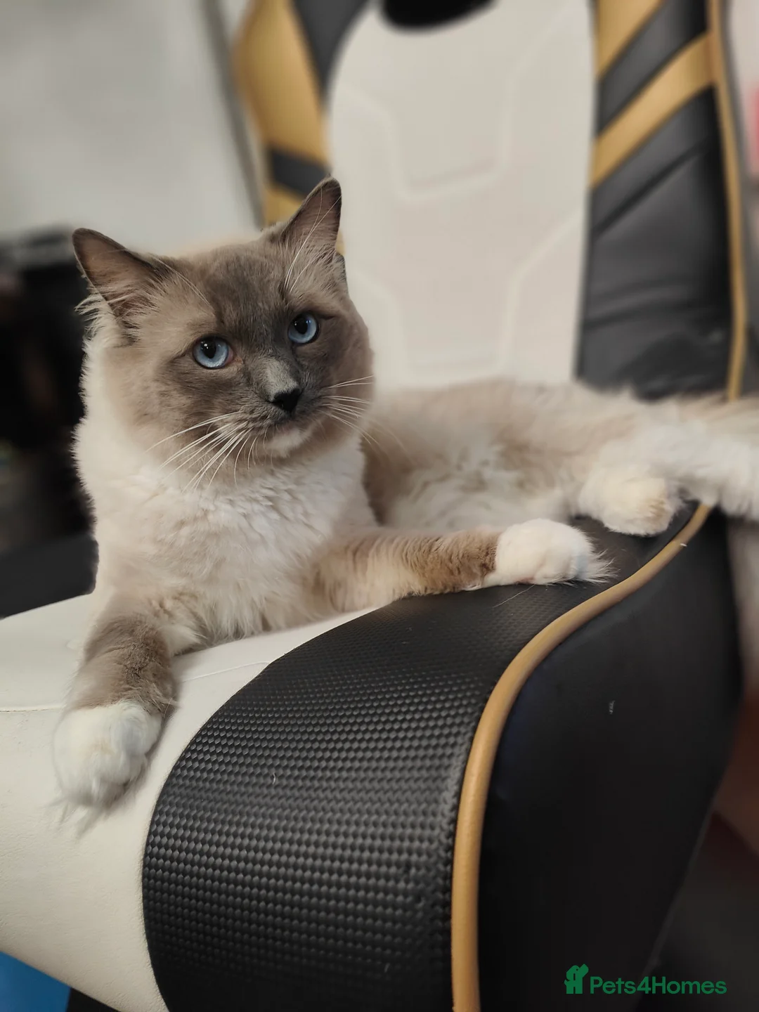 Ragdoll cats for stud: Rag doll stud  - Advert 1