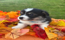 Welsh Corgi Pembroke dogs for sale: Champion Show quality stunning Corgi Puppies - Image 10