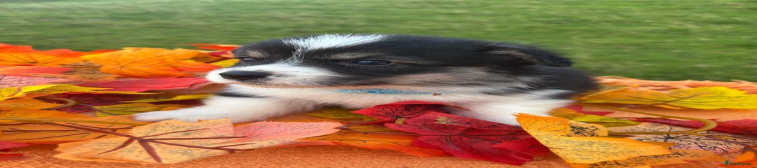 Welsh Corgi Pembroke Puppy 3 blue