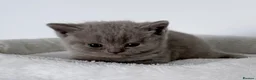 British Shorthair cats for sale: outstanding British shorthair kittens - Advert 11