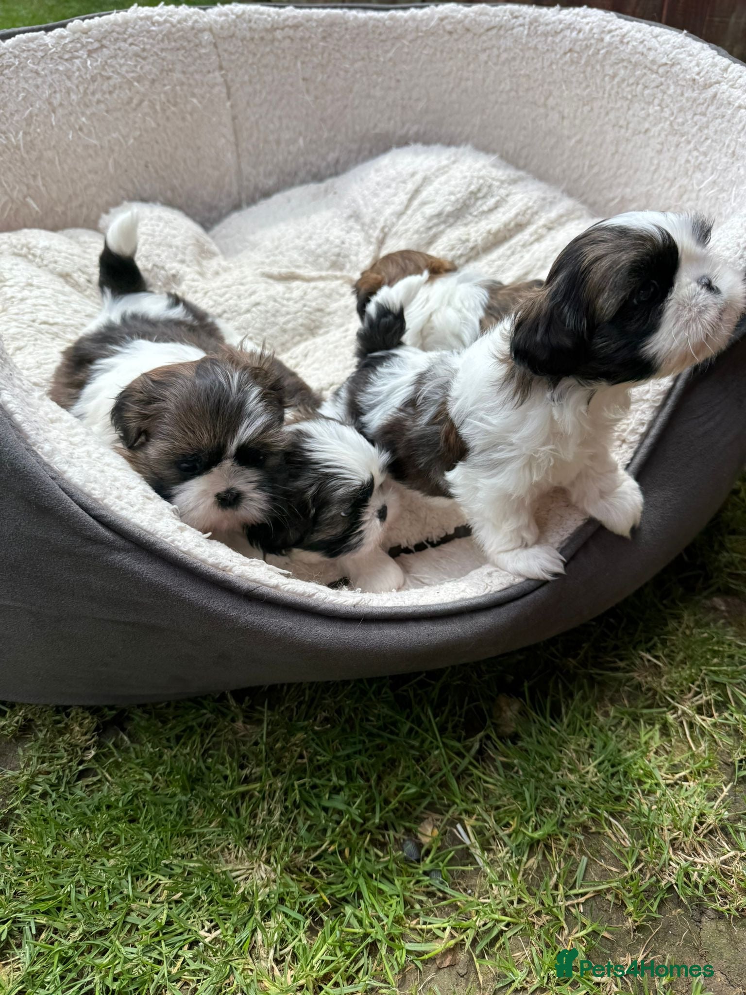 Shih Tzu dogs Imperial Shihtzu puppies for sale  - Advert 1