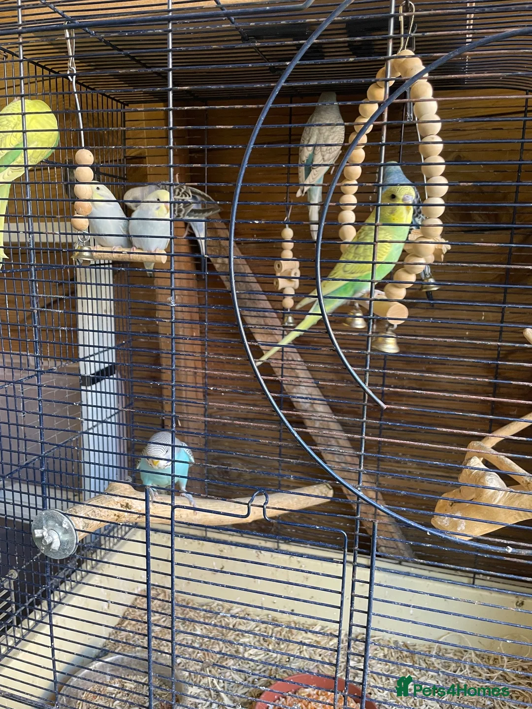Budgerigars birds for sale: Young budgies for sale  - Advert 6