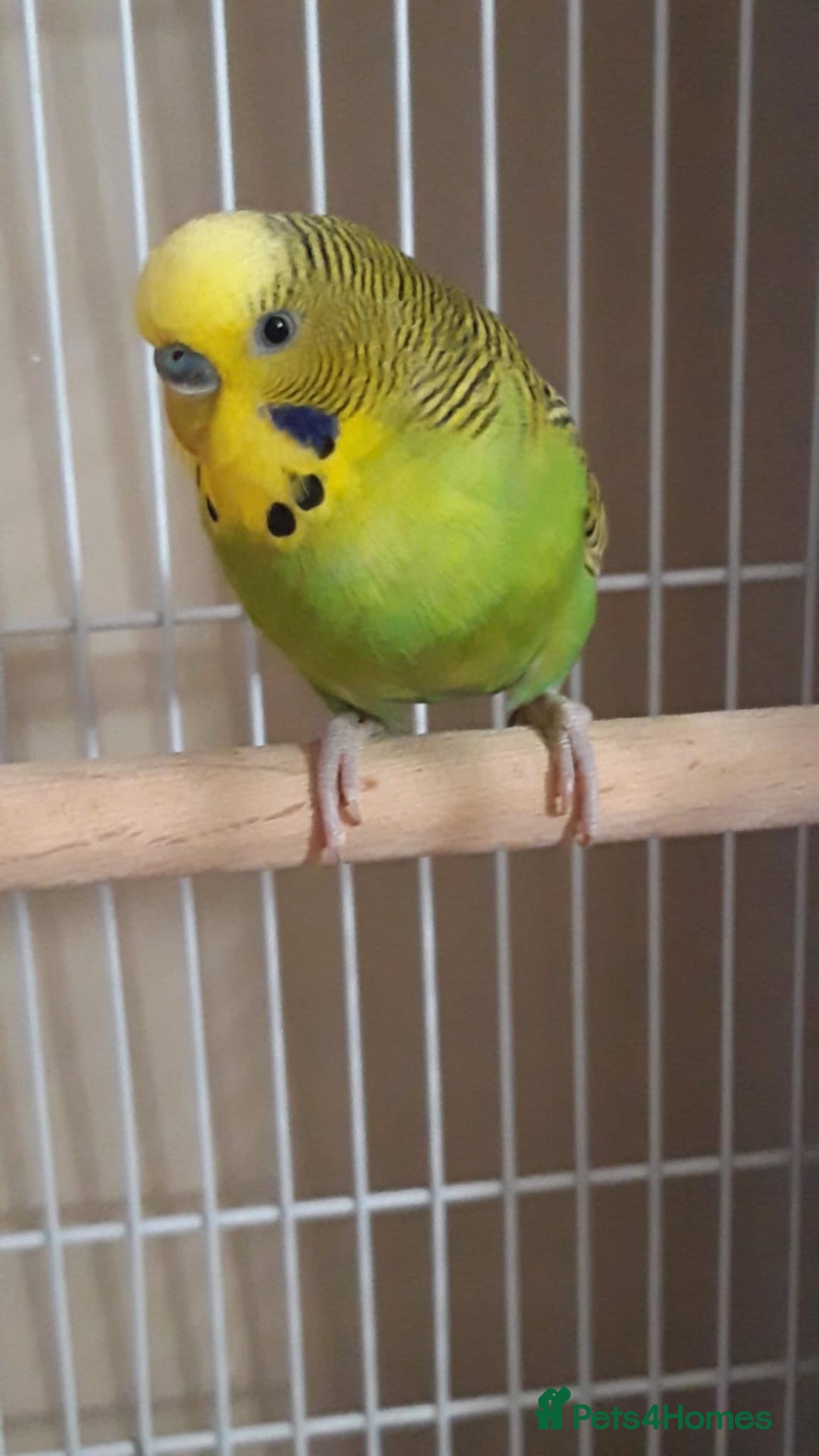 Budgerigars birds for sale: 2 x male budgies - Image 4