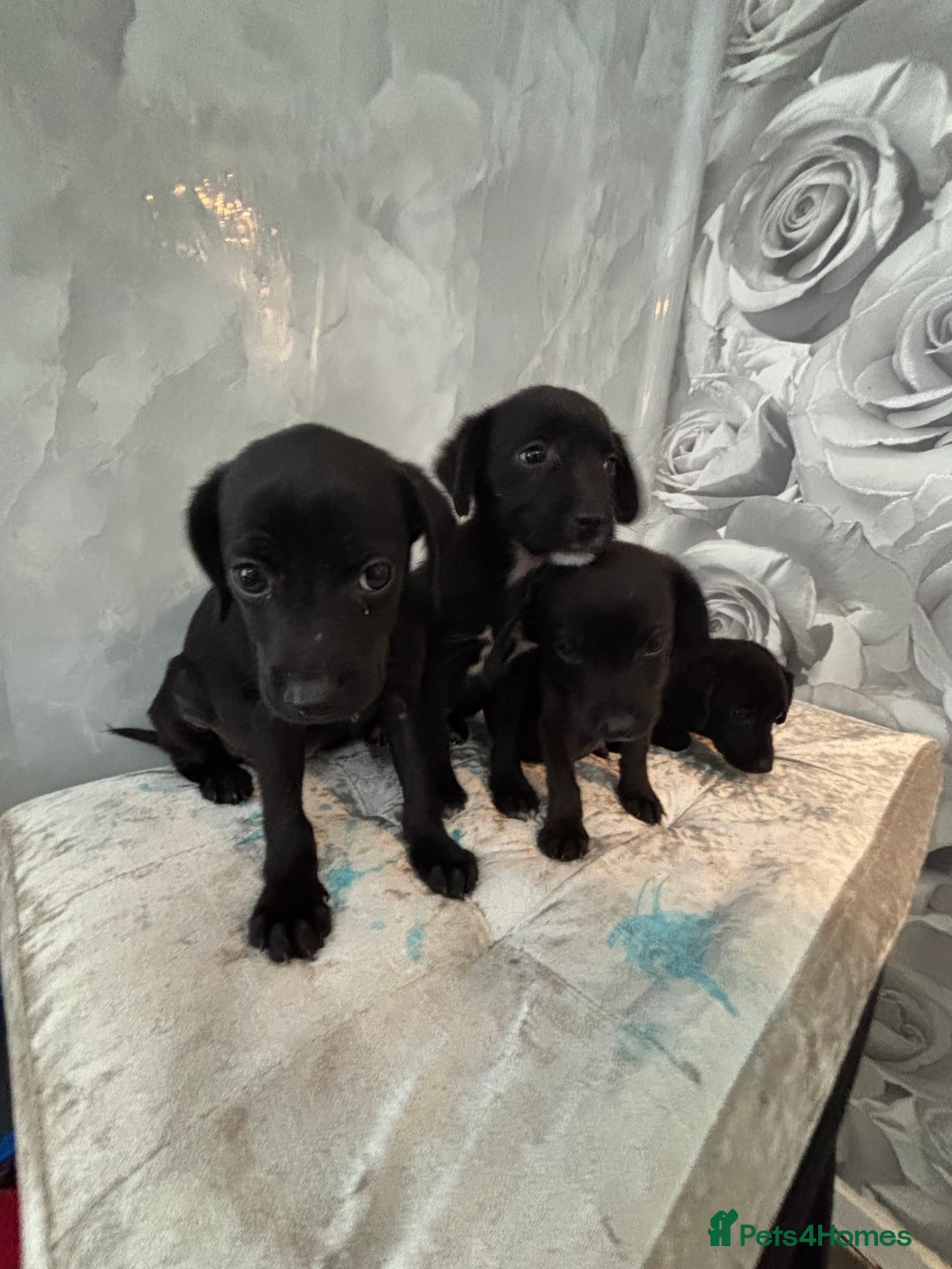 Patterjack dogs for sale: 4 lovely patterjacks  - Image 3