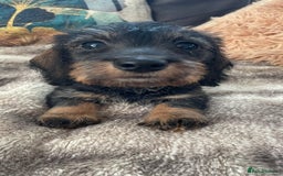 Miniature Dachshund dogs for sale: Miniature Wire Haired Dachshunds - Image 24