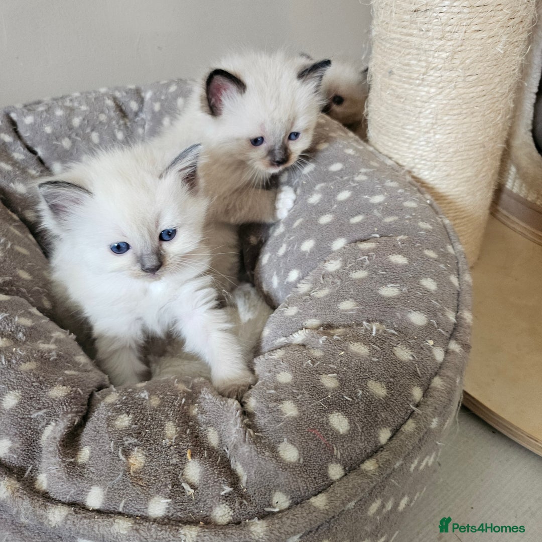 Ragdoll cats for sale: 7 beautiful fluffy Ragdoll cats.  - Image 39