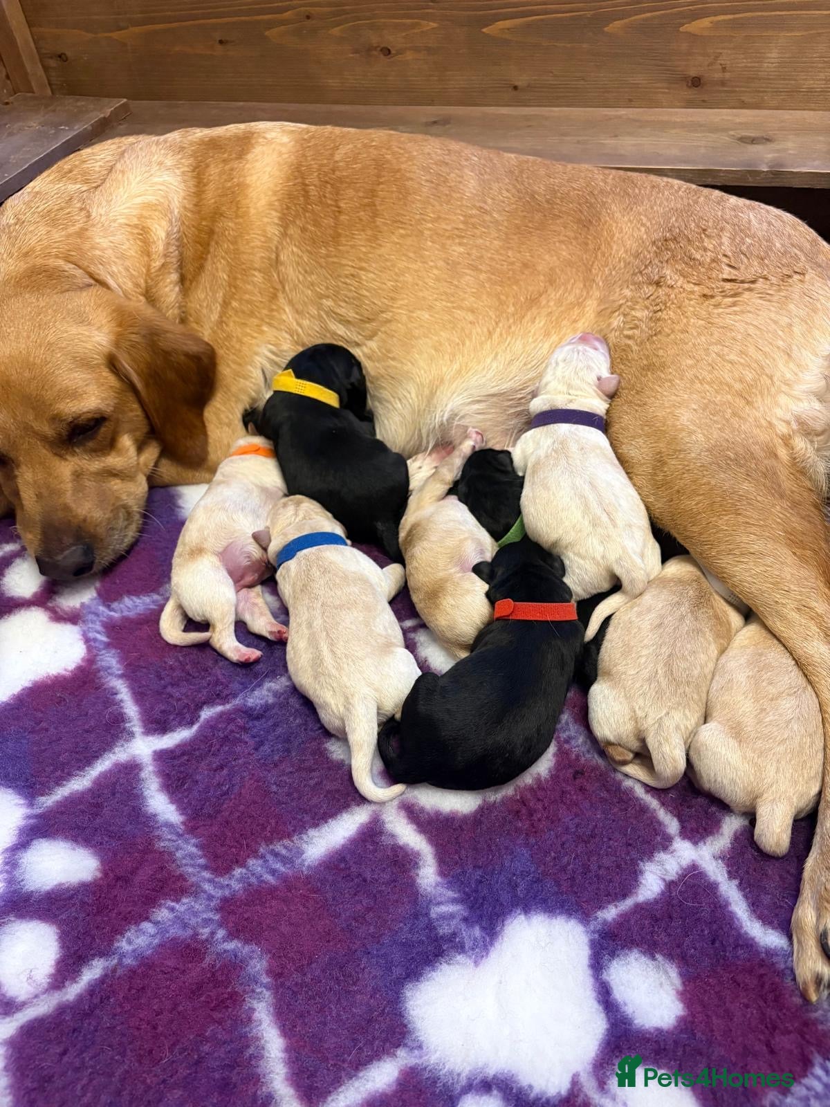 Labrador Retriever dogs Beautiful Labrador Puppies - KC Registered  - Advert 1