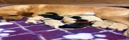 Labrador Retriever dogs for sale: Beautiful Labrador Puppies - KC Registered  in Luton - Advert 9