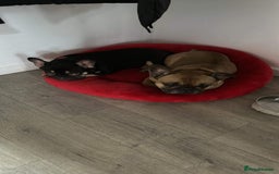 French Bulldog dogs for sale: Female French bulldog AGE 3  - Image 2