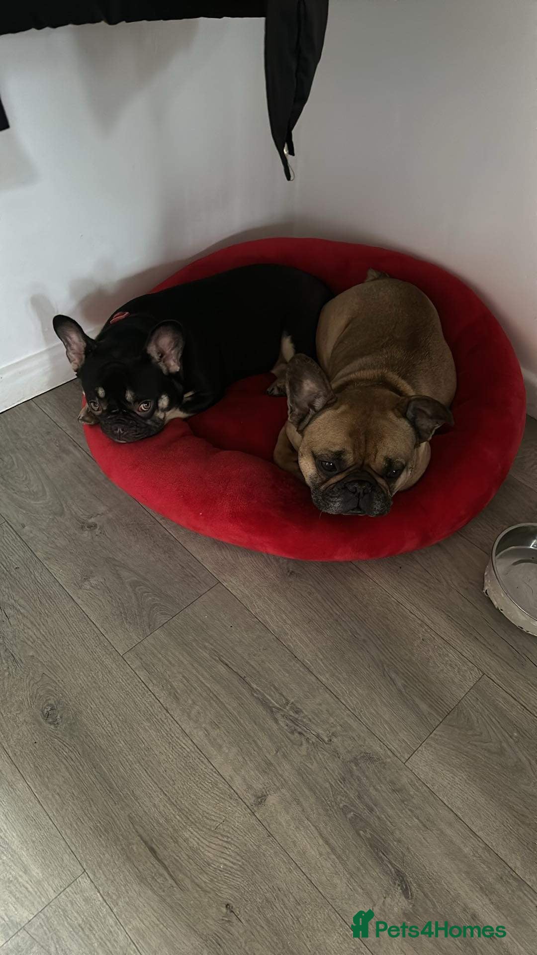 French Bulldog dogs for sale: Female French bulldog AGE 3  - Image 2