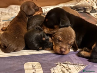 Dachshund dogs for sale - Advert 1