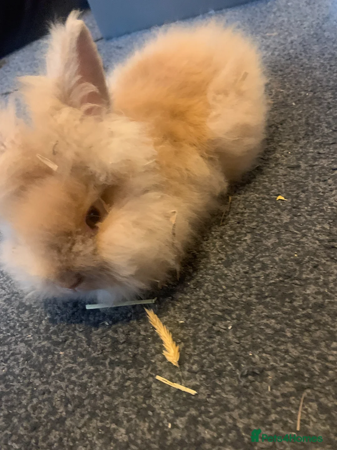 Lionhead rabbits for sale: 13 Week Old Rabbit Hazel - Friendly & Healthy in Bacup - Advert 2