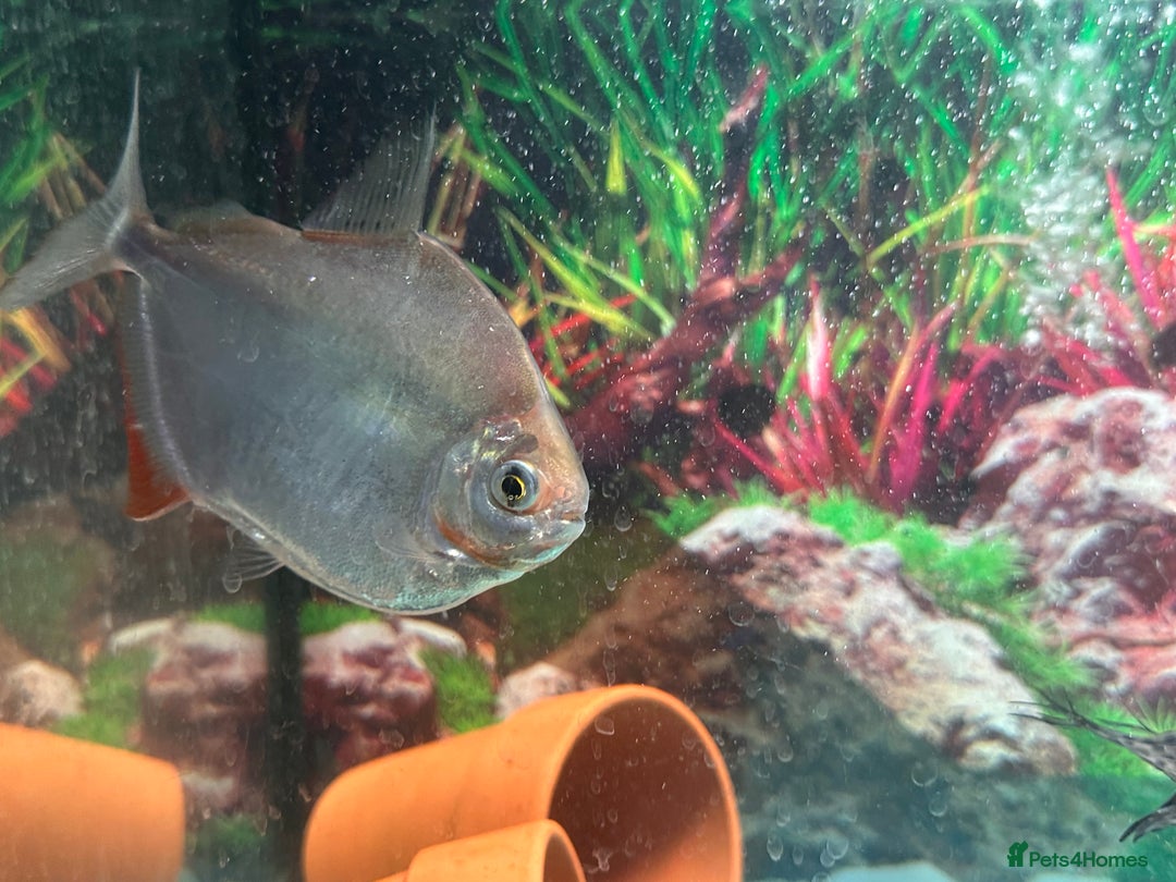 Cichlids fish for sale: Fishes for sale  - Image 5