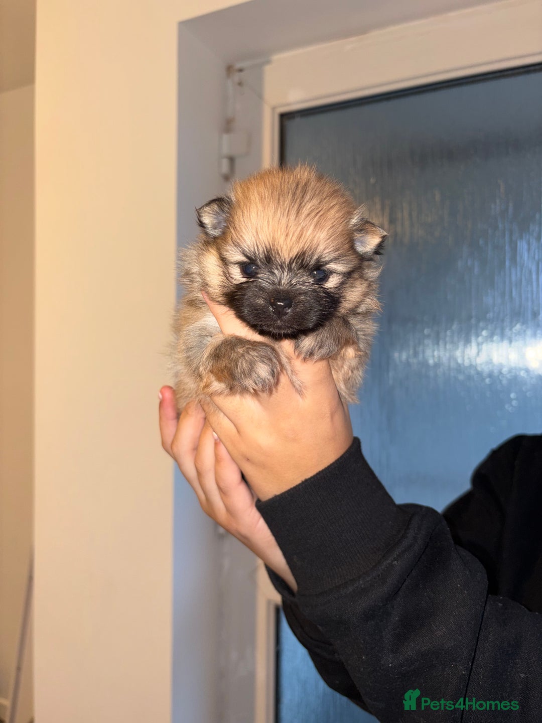 Pomeranian dogs for sale: Pomeranian puppies - Advert 6