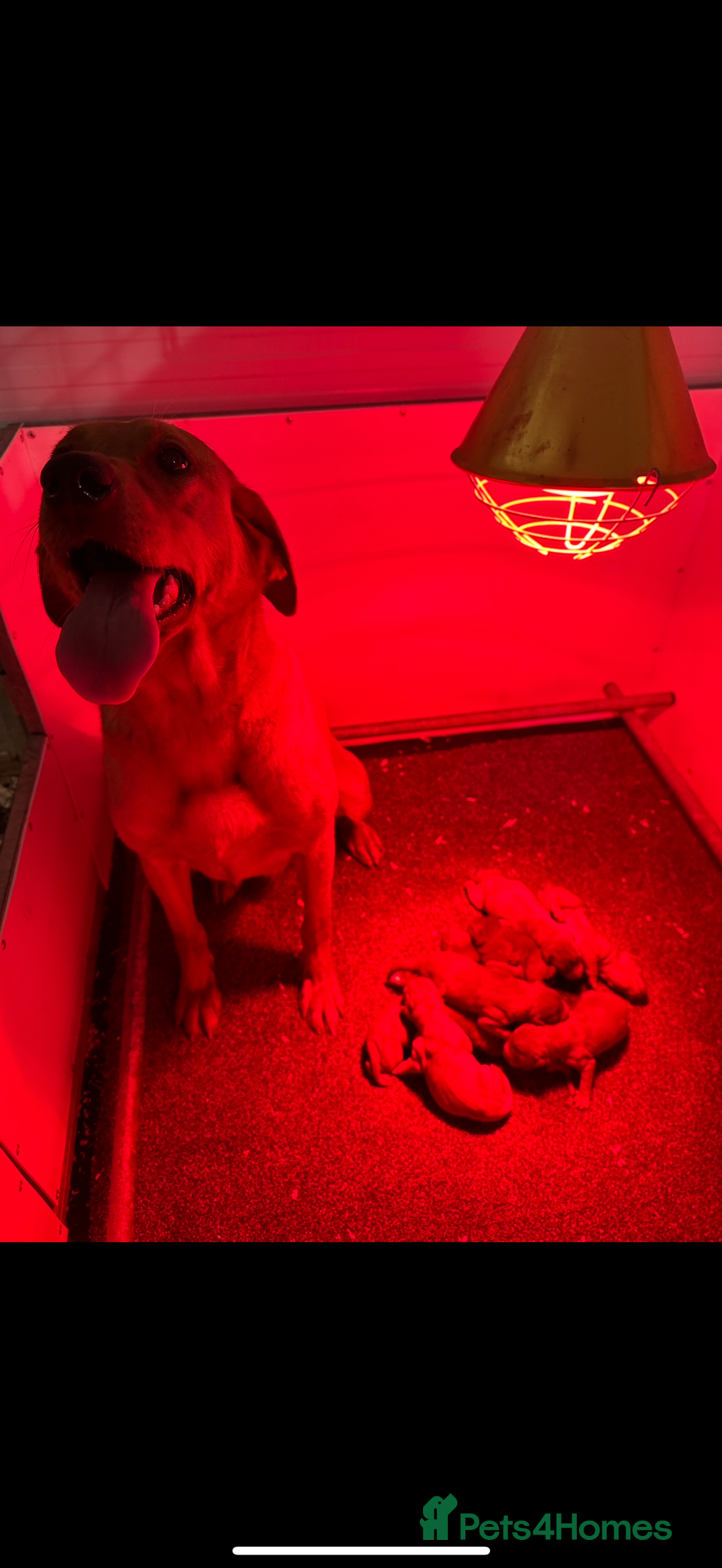 Labrador Retriever dogs for sale: KC REG DARK RED LAB PUPPIES  - Image 8