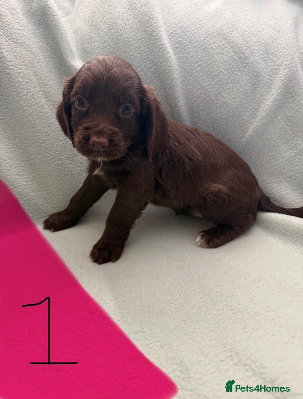 Cocker Spaniel dogs for sale: 4 cocker spaniel puppies left  - Advert 14