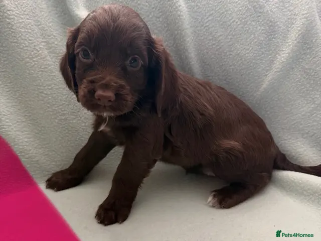Cocker Spaniel dogs for sale: 4 cocker spaniel puppies left - Advert 14