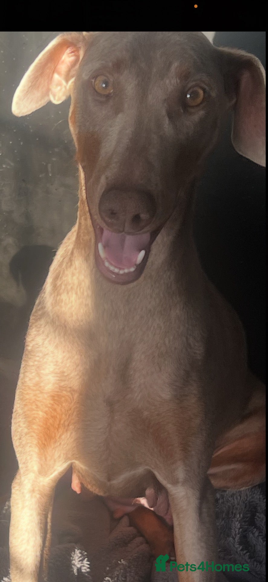Dobermann dogs OUTSTANDING ISOBELLA DOBERMANN PUPPY  - Advert 2